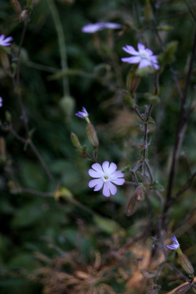 Silene latifolia / Silene bianca